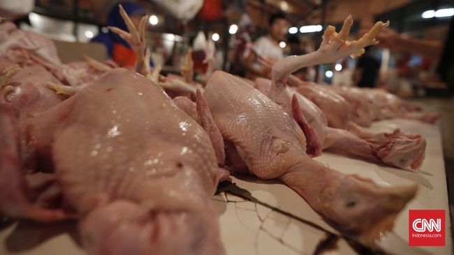 Menengok Proses Pemotongan Ayam Halal Secara Massal