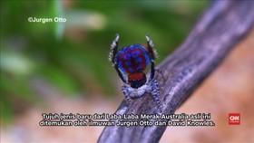 Ritual Unik Laba-Laba Merak Australia Sebelum Kawin