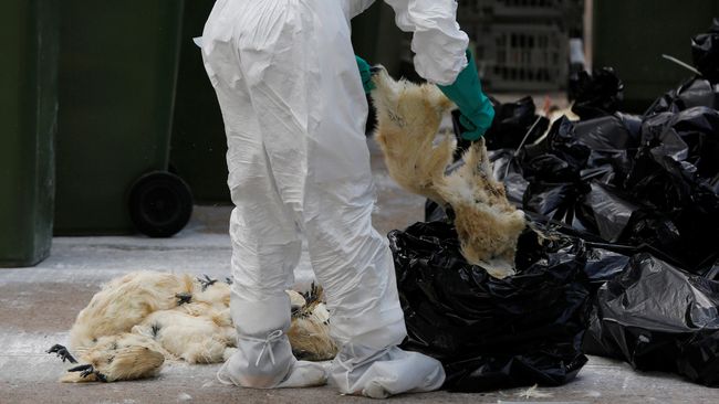 Setelah kematian puluhan unggas koleksi akibat flu burung, sebuah kebun binatang di Rusia memutuskan memusnahkan sisa koleksi unggas mereka.
