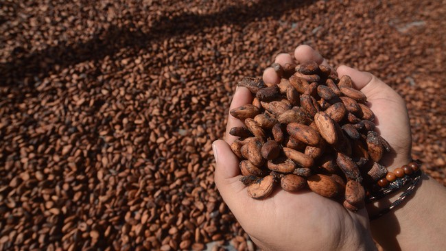 Kementan menyebut 1.130 biji kakao asal Sumut diekspor ke Malaysia pada periode Januari-November 2022 dengan nilai Rp39,6 miliar.