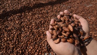 Warga menunjukkan kakao hasil perkebunan setempat di Desa Ulo, Kecamatan Lindu, Kabupaten Sigi, Sulawesi Tengah, Selasa (7/6).
