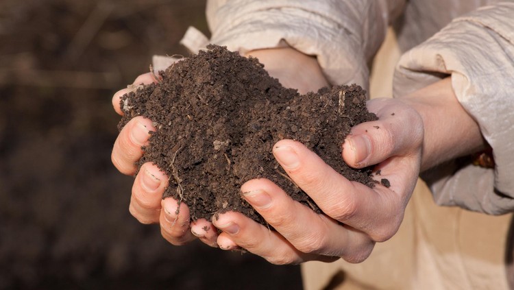 Berkebun adalah kegiatan sederhana yang nyatanya punya banyak manfaat lho buat si kecil. Apa saja ya manfaatnya?