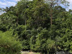 My Trip My Adventure: Sensasi Bersepeda di Hutan Pinus Garut