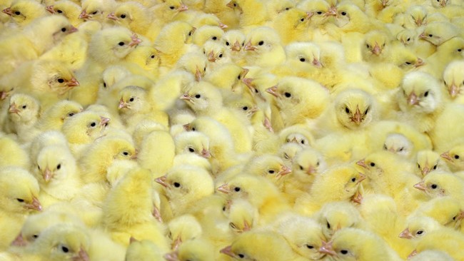 Aku lupa dua anak kembar identik itu akan seperti cericit burung Nuri jika tak mendapat jawaban memuaskan. Benarkah anak ayam dalam telur bernafas?