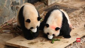 Hadiah Kue untuk Panda Raksasa