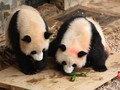 Hadiah Kue untuk Panda Raksasa