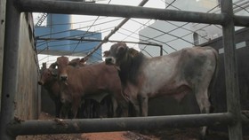 Ribuan Sapi Australia Tiba