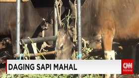 Harga Daging Sapi Mahal