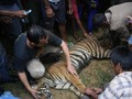 WCS: Ada 7.396 Satwa Dijual Ilegal
