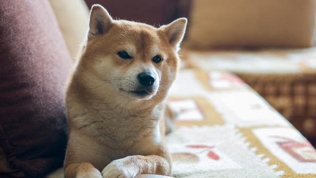 Ketiga anjing itu sepertinya tahu ada manusia yang lewat depan rumah tuannya, sehingga mereka langsung melongokkan kepala ke luar pagar.