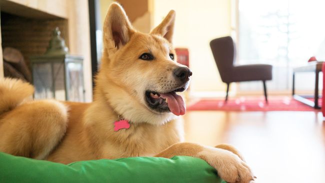 Sebuah kota di Denmark punya cara unik untuk menarik wisatawan datang. Mereka mendirikan bar anjing yang ditujukan khusus bagi para turis Jerman.