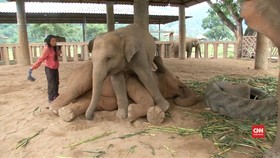Menidurkan Gajah di Margasatwa Thailand dengan Nyanyian