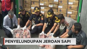 Penyelundupan Jeroan Sapi Digagalkan