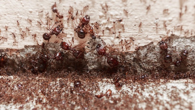 Sekumpulan besar semut api bisa membentuk rakit hidup dan terapung di permukaan air. Adakah cara menenggelamkannya?