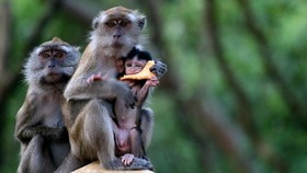 Fakta Monyet Ekor Panjang Bali, Bisa Bedakan Barang Mahal