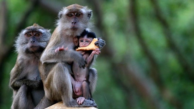 Macaca fascicularis atau monyet ekor panjang menjadi salah satu satwa yang identik dengan Indonesia, banyak ditemukan di Uluwatu Bali.