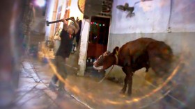 Sapi Australia Dibunuh dengan Godam di Rumah Jagal Vietnam