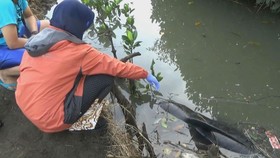Paus Tewas Bertambah