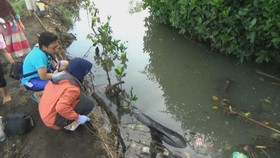 Tanggapan Pakar Kelautan Soal Paus Tewas