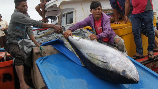 Tiga daerah di Maluku Utara memiliki banyak jenis ikan yang menjadi buruan utama para pemancing dunia, salah satunya adalah tuna sirip kuning.