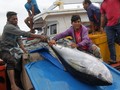 Jepang Sodorkan RI Teknologi Budidaya Tuna Laut Dalam