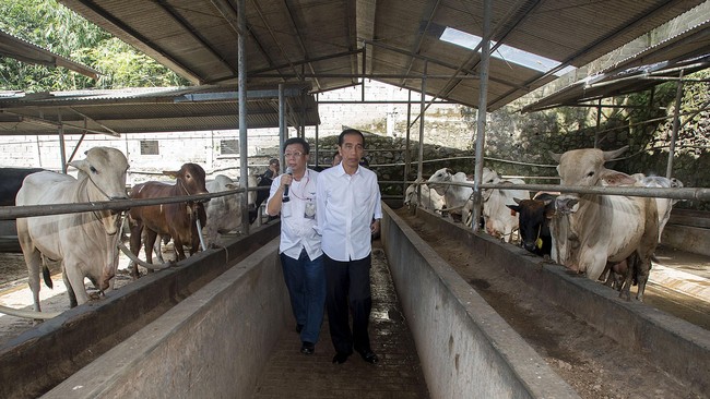 Sambil menunggu itu terjadi, impor daging sapi dianggap Presiden Jokowi sebagai solusi paling cepat untuk mengendalikan harga.