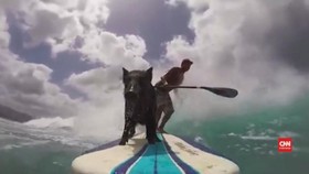Perkenalkan Kama, Babi yang Berselancar di Pantai Hawaii