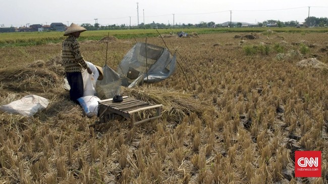 Serikat Petani menyebut serapan beras Bulog tidak maksimal. Salah satunya karena pembelian gabah oleh Bulog lebih rendah dibanding harga pasar.