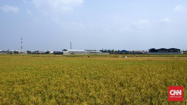 Ilustrasi sawah di Karawang, Jawa Barat. (CNN Indonesia/Andry Novelino)
