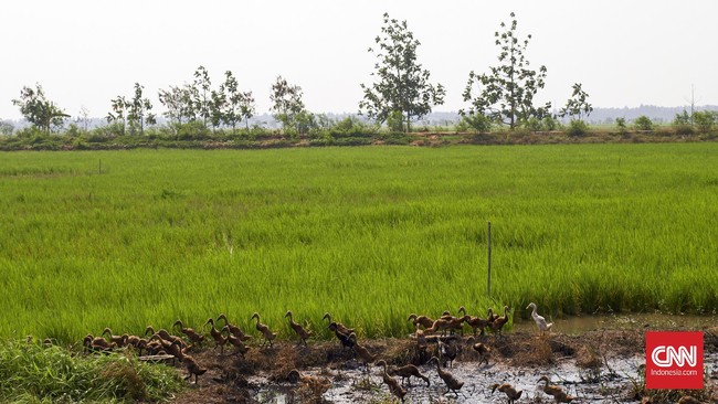 Indonesia mengusulkan konsep Climate Smart Agriculture (CSA) nan berfokus pada peningkatan produktivitas pertanian, ketahanan pangan, serta pengurangan emisi.