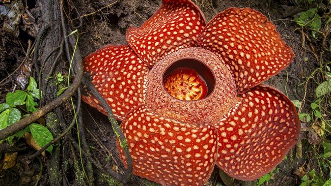 Penemuan Habitat Baru Bunga Langka Di Bukit Kaba