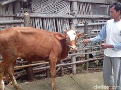 Pasar Hewan di Bantul Tetap Buka, Bupati: Kami Berpihak ke Konsumen