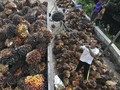 Stok CPO Menipis, GAPKI Salahkan El Nino