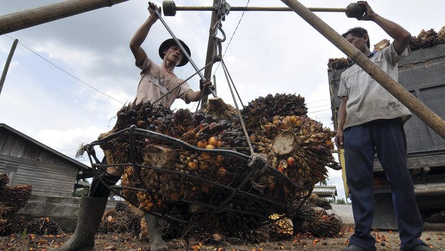RCEP hanya akan memaksa Indonesia menurunkan tarif ekspor minyak kepala sawit (Crude Palm Oil/CPO) ke negara-negara anggota lainnya.