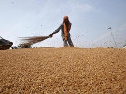 RI Impor Gandum Pakan 300 Ribu Ton, Sudah Masuk 126 Ribu Ton