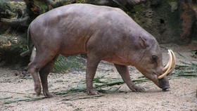 Hewan Mitos Babirusa Maluku Terekam Kamera Kondisi Hidup