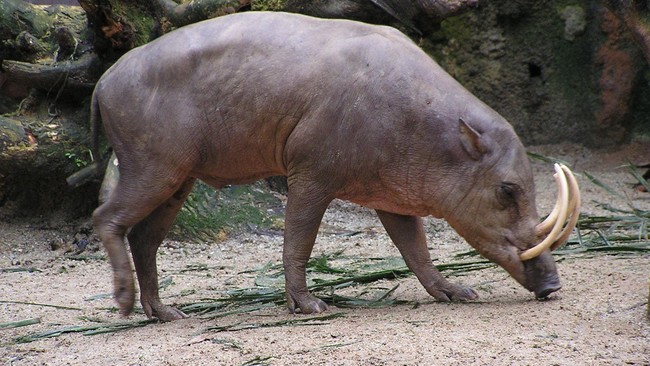 Wujud asli babirusa untuk pertama kalinya berhasil direkam dalam kondisi hidup. Selama ini warga Maluku menganggap sebagai mitos
