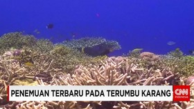 Penemuan Terbaru Terumbu Karang Di Dunia