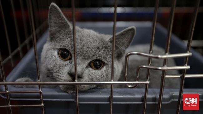 Seekor kucing yang dititipkan pemiliknya di Zoom Pet City, Jakarta, Senin, 4 Juli 2016. Warga menitipkan hewan peliharaannya seperti kucing 4-7 hari saat musim libur lebaran. Biaya penitipan Rp 100 ribu per hari sudah termasuk makan minum, perawatan dan grooming. CNN Indonesia/Safir Makki