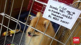 Rogoh Kocek Dalam Demi Piaraan Tersayang