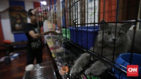 Penipuan Jual Hewan Peliharaan di Australia Marak Saat Corona
