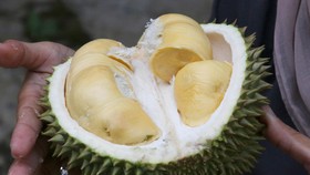Tiru Pisang Lakban, Toko di Singapura Pasang Durian 'Lakban'