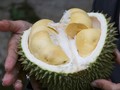 Pengunjung Perpustakaan Australia Dievakuasi Gara-gara Durian