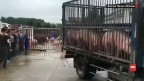 Enam Puluh Babi Berhasil Selamat dari Banjir China