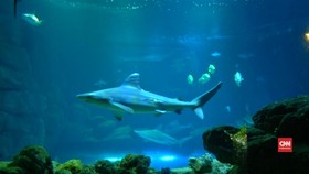 Ikan Hiu Sirip Hitam Dikembangbiakkan di Akuarium Paris