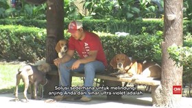 Tips Merawat Anjing saat Musim Panas Tiba
