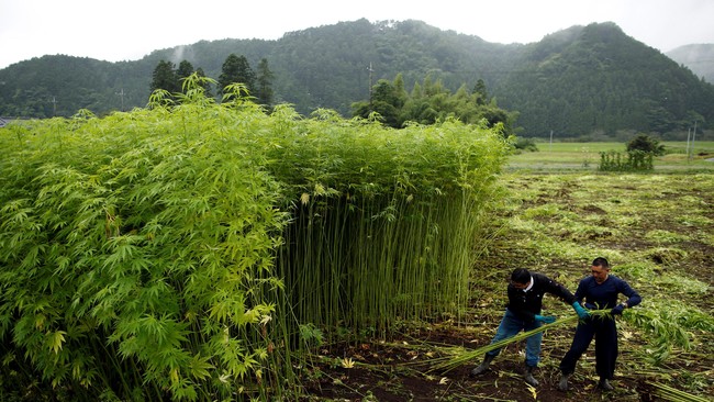 Kepala BNN Komjen Pol Budi Waseso berharap lahan di Aceh dan Sumatera Utara dimanfaatkan untuk ladang tanaman selain ganja.