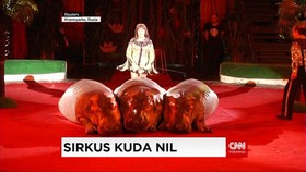 Pertunjukan Kuda Nil