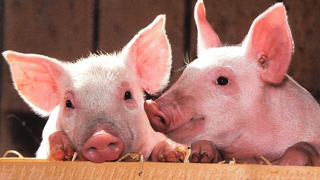 Ilmuwan China melakukan serangkaian uji rekayasa genetik untuk menciptakan daging babi rendah lemak.