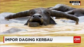 Impor Daging Kerbau Asal India
